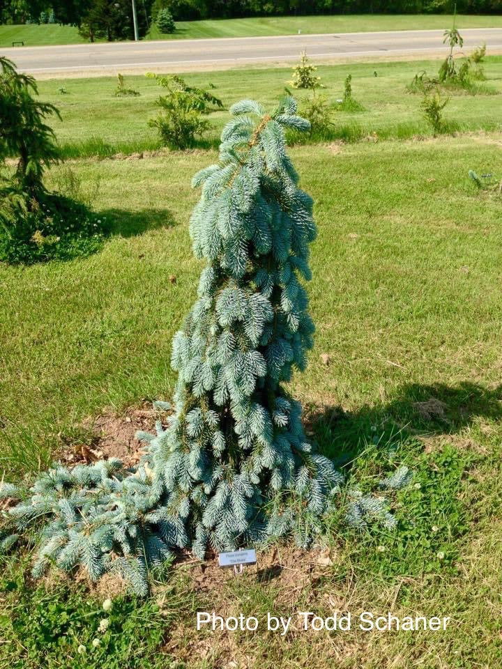 Picea pungens ‘The Blues' Weeping Blue Spruce