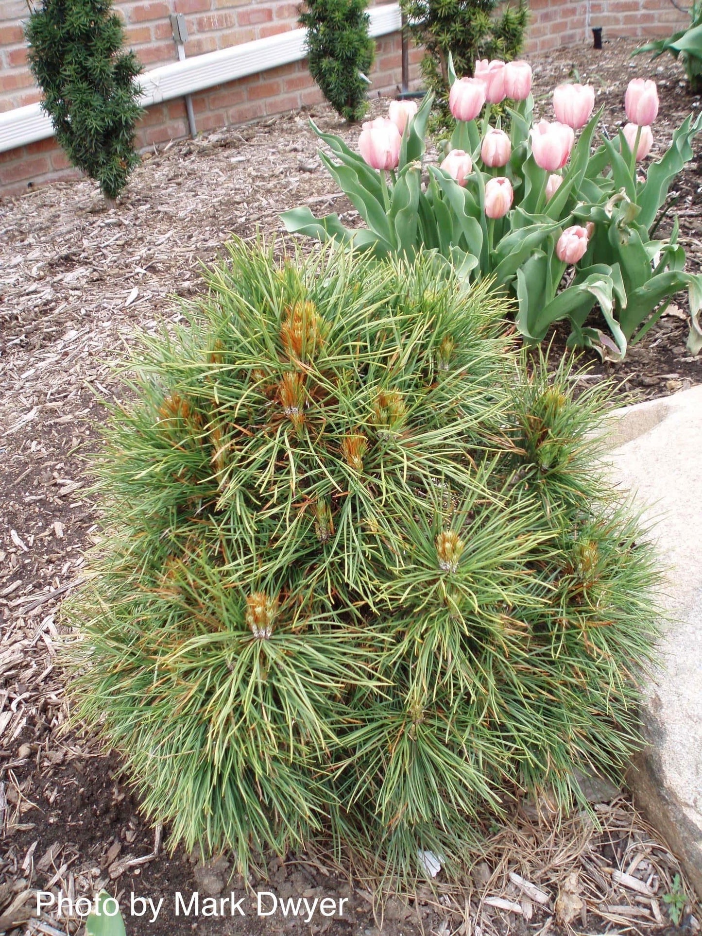Pinus sylvestris 'Globosa Viridis' Dwarf Scots Pine