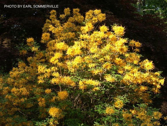 Rhododendron austrinum Native Florida Flame Azalea