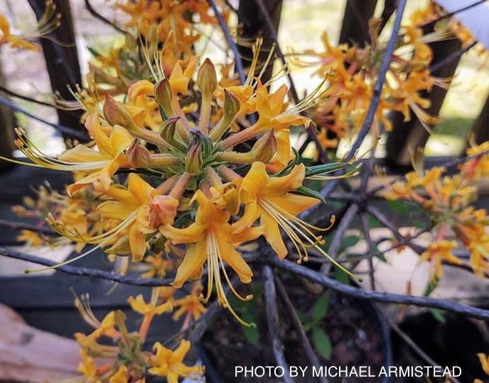 Rhododendron austrinum Native Florida Flame Azalea