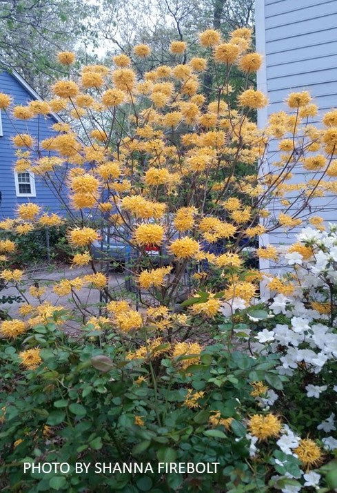 Rhododendron austrinum Native Florida Flame Azalea