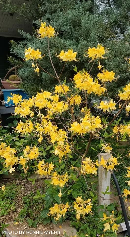 Rhododendron austrinum Native Florida Flame Azalea