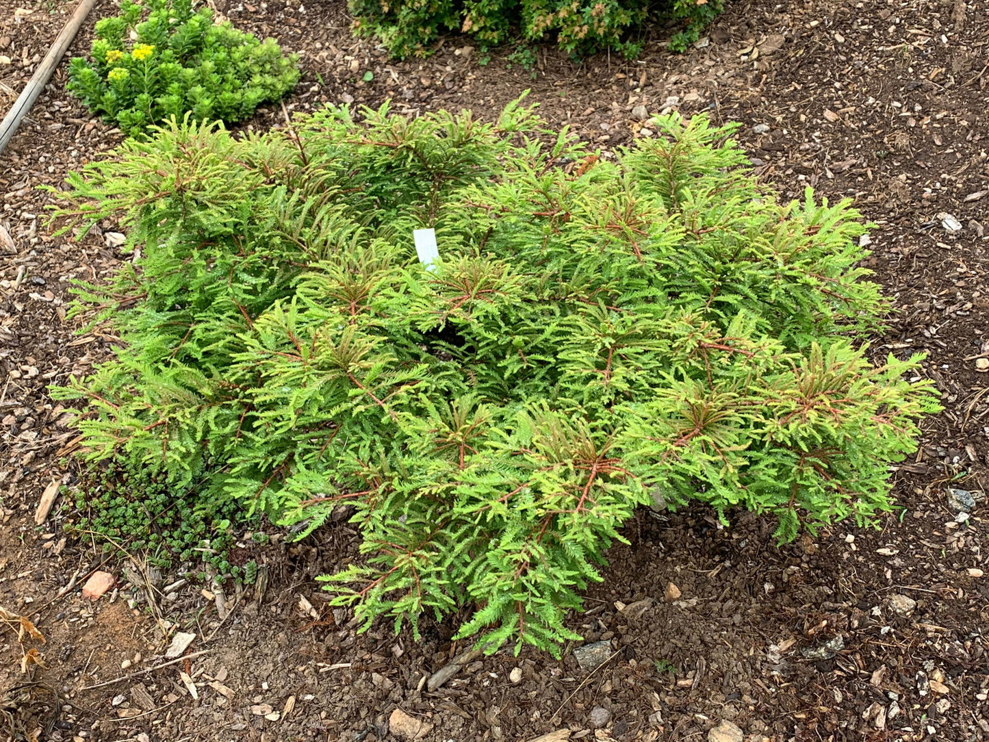 Taxodium distichum 'Gee Whiz' Dwarf Bald Cypress