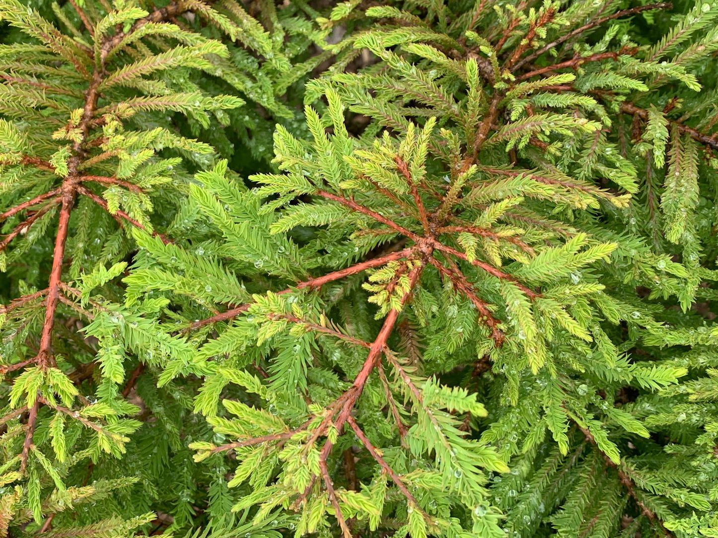 Taxodium distichum 'Gee Whiz' Dwarf Bald Cypress