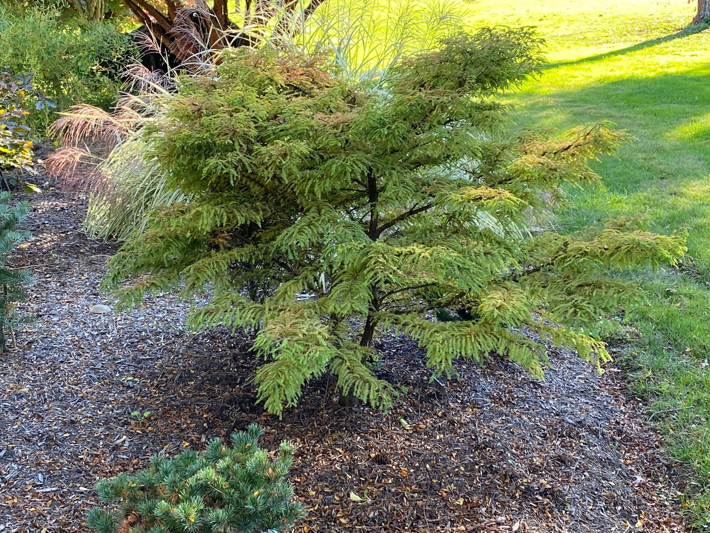Taxodium distichum 'Gee Whiz' Dwarf Bald Cypress