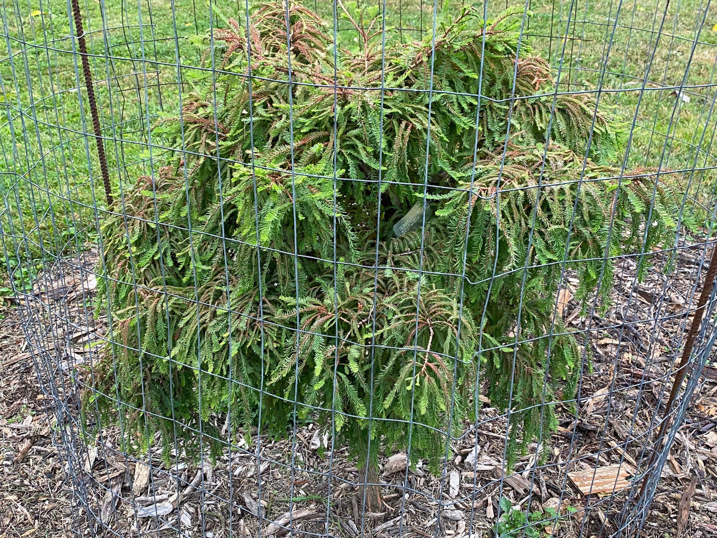 Taxodium distichum 'Gee Whiz' Dwarf Bald Cypress