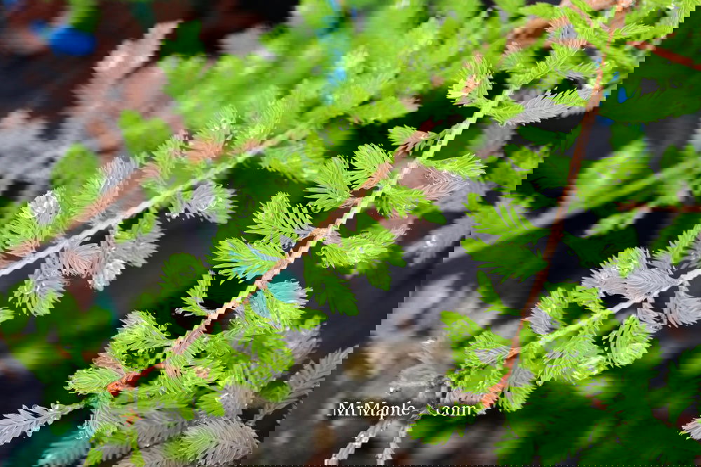 Taxodium distichum 'Gee Whiz' Dwarf Bald Cypress