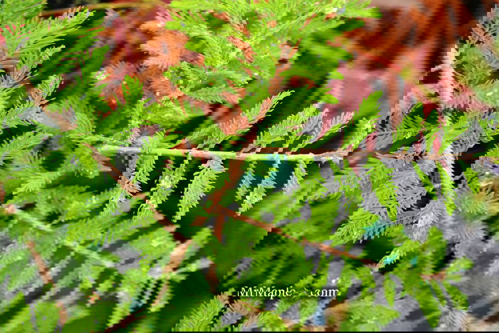 Taxodium distichum 'Gee Whiz' Dwarf Bald Cypress