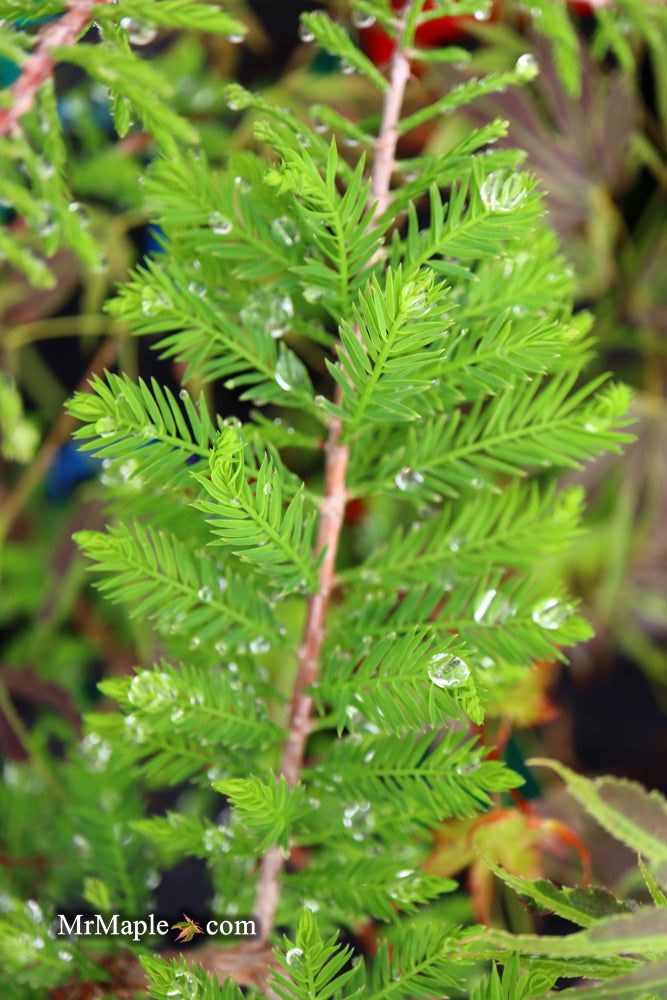 Taxodium distichum 'Gee Whiz' Dwarf Bald Cypress