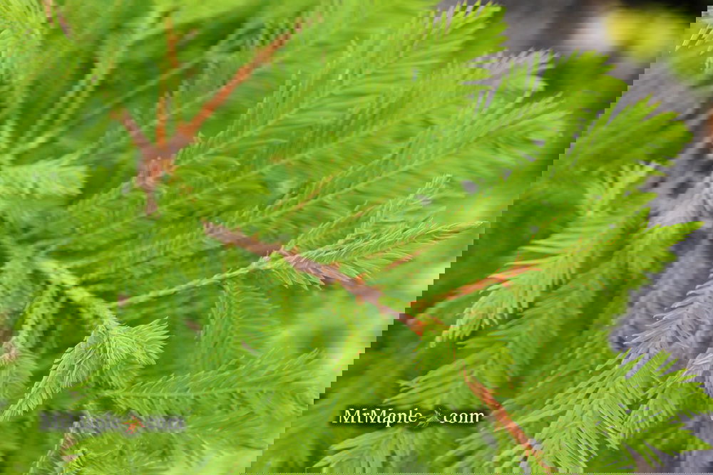 Taxodium distichum 'Gee Whiz' Dwarf Bald Cypress