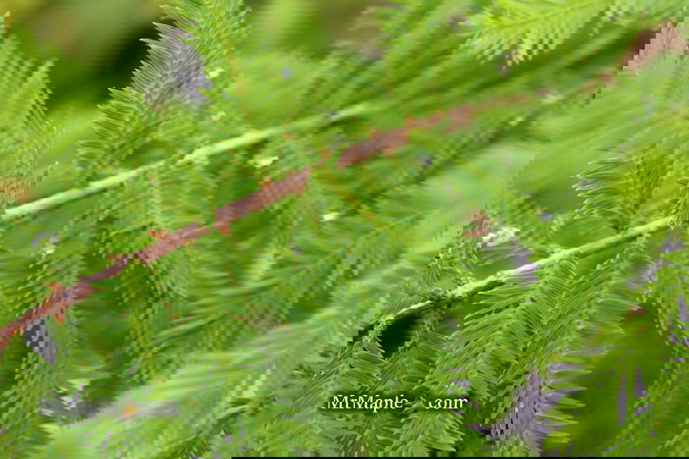 Taxodium distichum 'Gee Whiz' Dwarf Bald Cypress