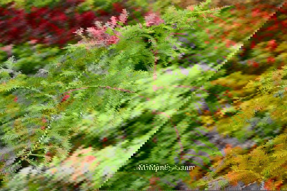 Taxodium distichum 'Gee Whiz' Dwarf Bald Cypress
