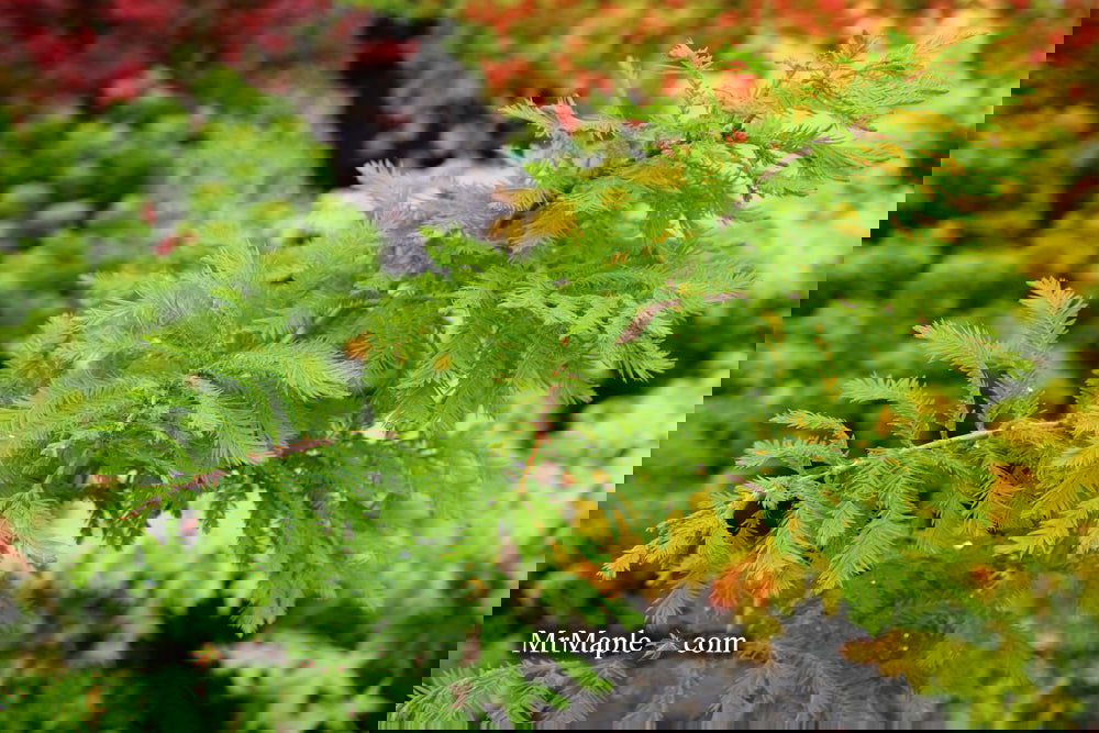 Taxodium distichum 'Gee Whiz' Dwarf Bald Cypress