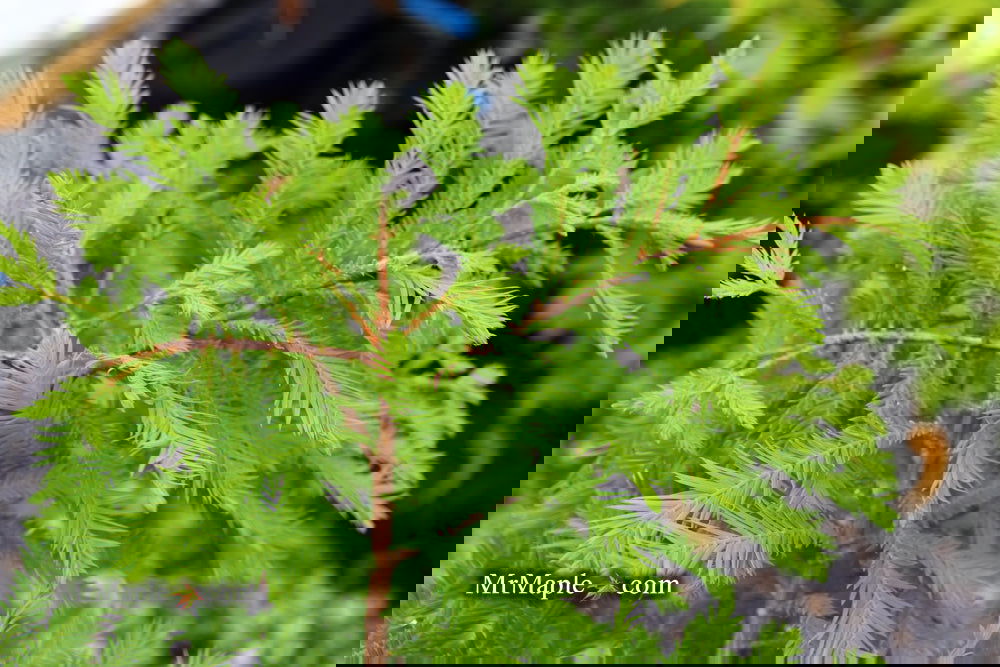 Taxodium distichum 'Gee Whiz' Dwarf Bald Cypress