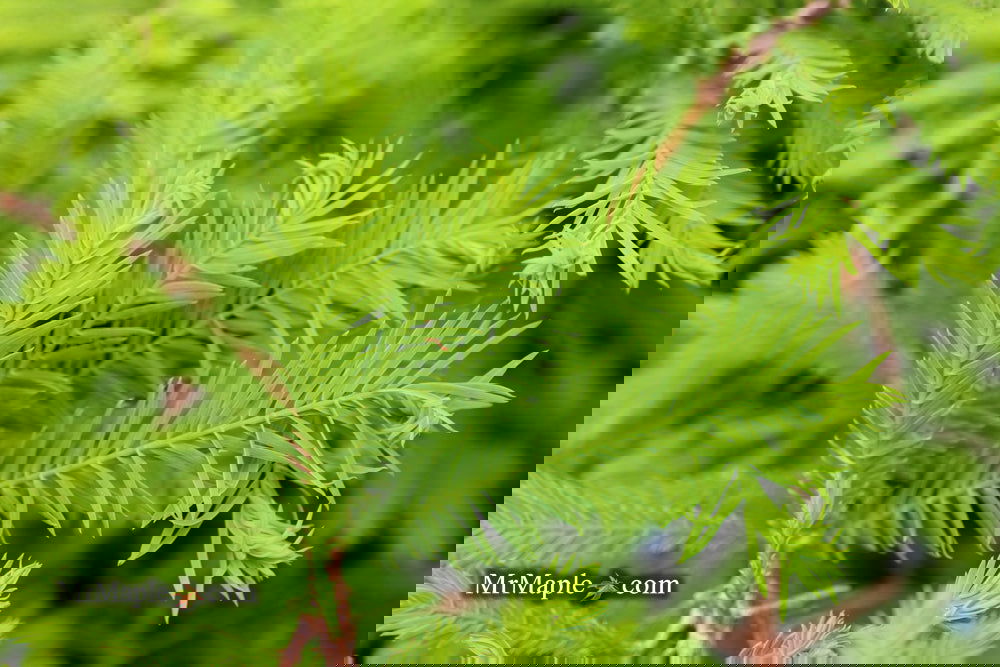Taxodium distichum 'Gee Whiz' Dwarf Bald Cypress