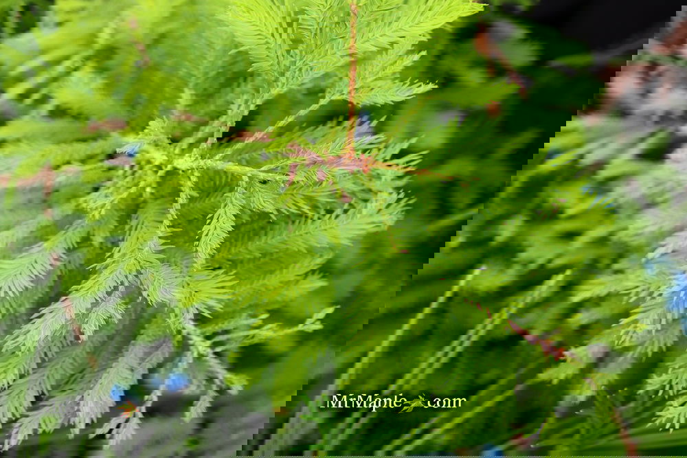 Taxodium distichum 'Gee Whiz' Dwarf Bald Cypress