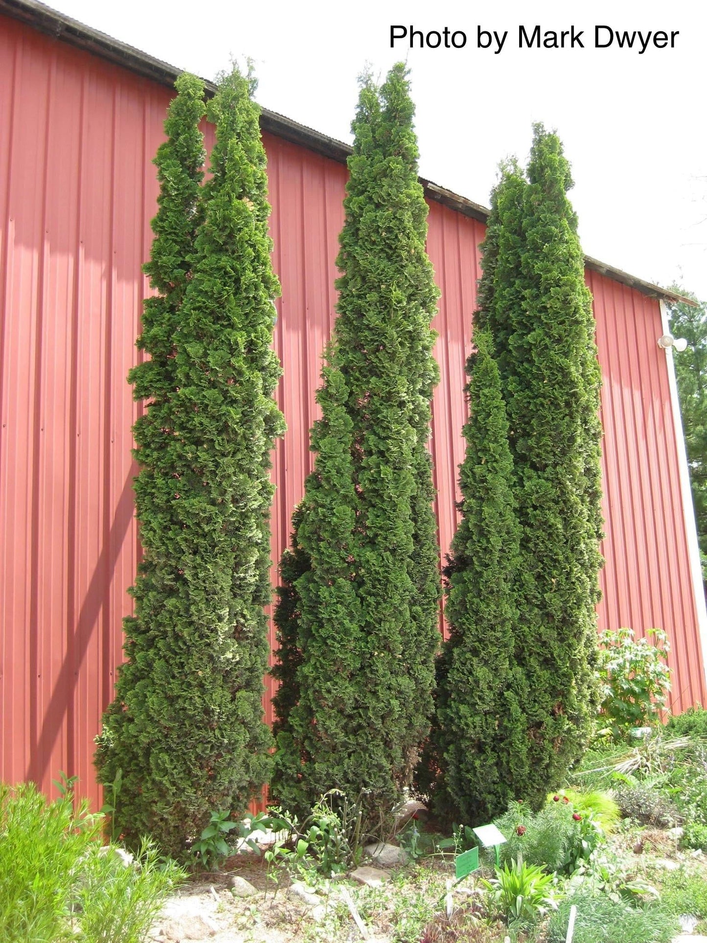 Thuja occidentalis 'Degroot's Spire' Columnar Arborvitae