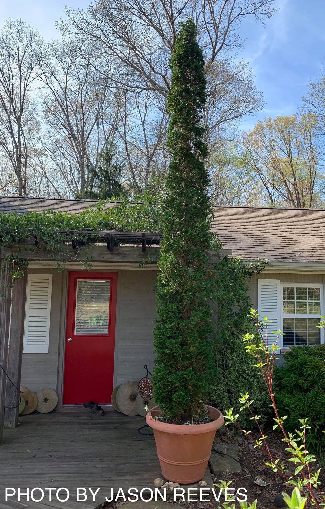 Thuja occidentalis 'Degroot's Spire' Columnar Arborvitae