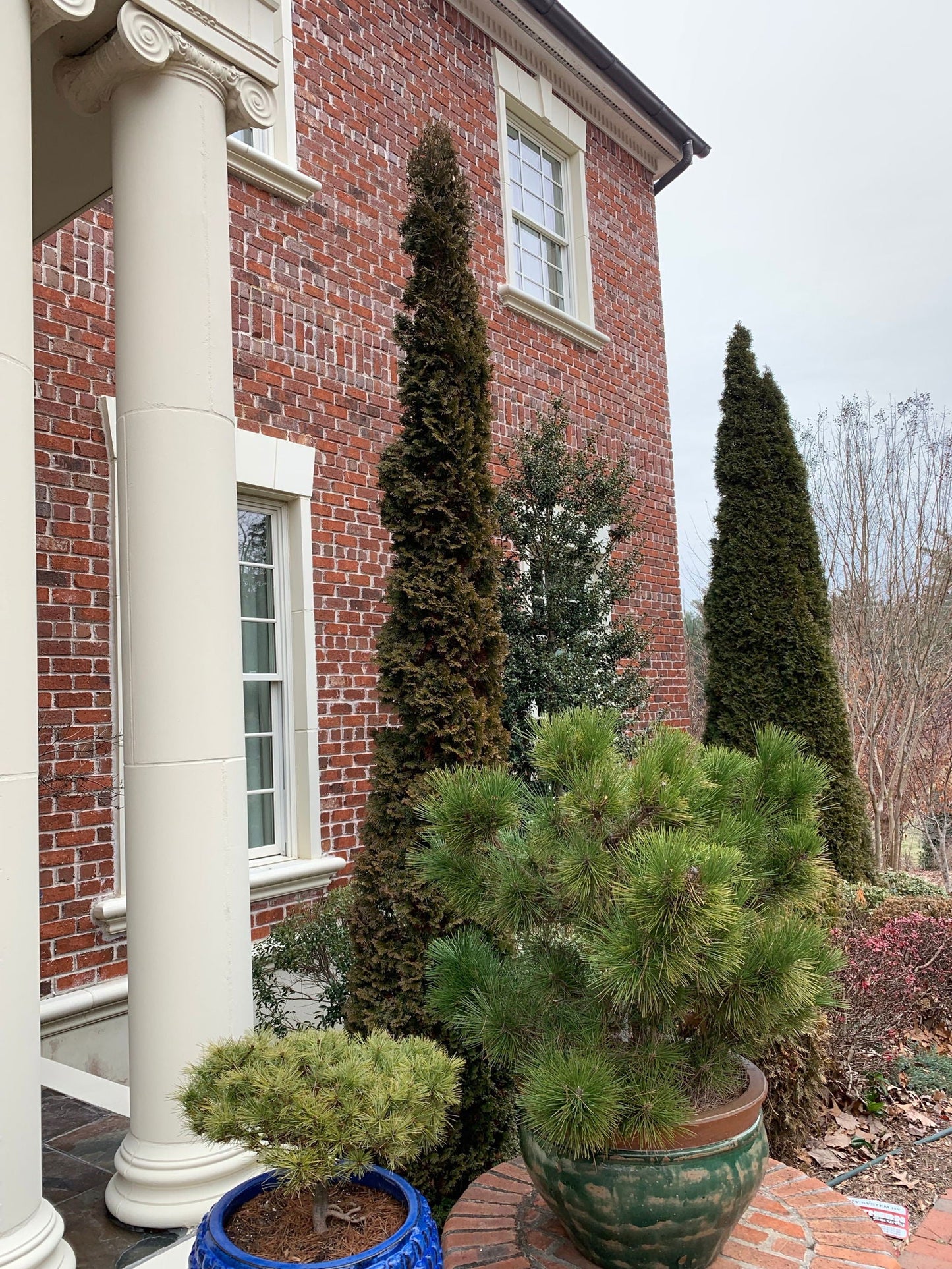 Thuja occidentalis 'Degroot's Spire' Columnar Arborvitae