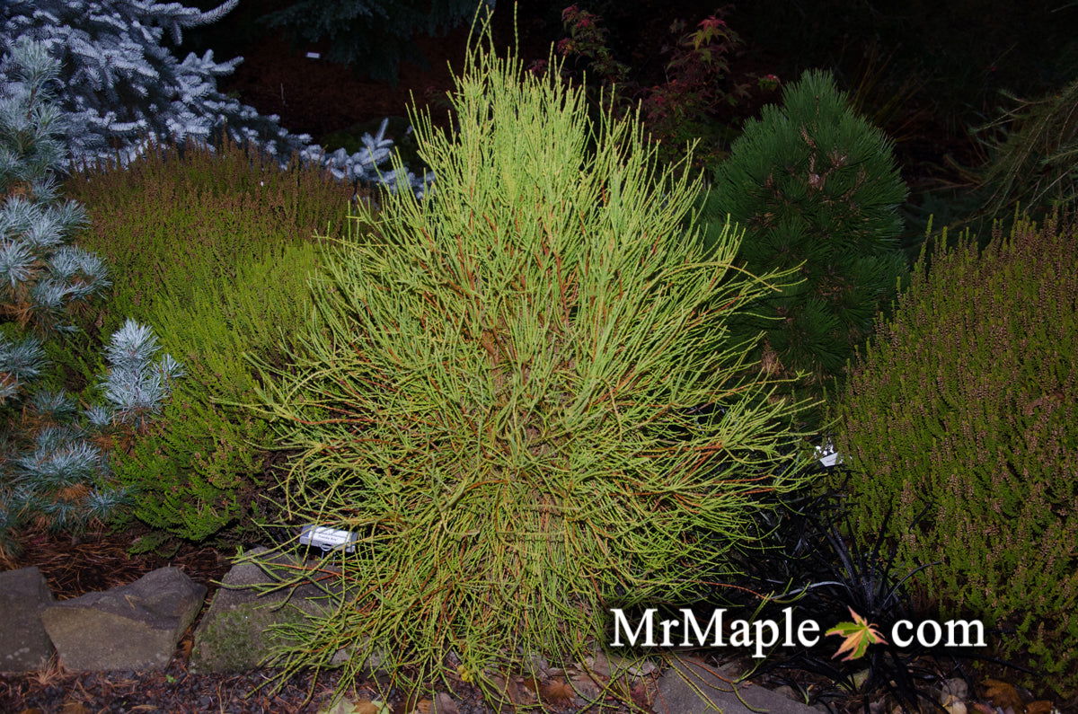 Thuja orientalis 'Franky Boy' Oriental Arborvitae