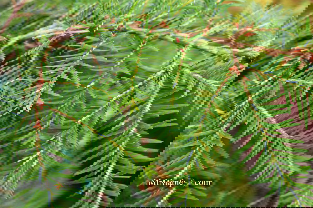 Tsuga canadensis 'Pendula' Dwarf Weeping Hemlock