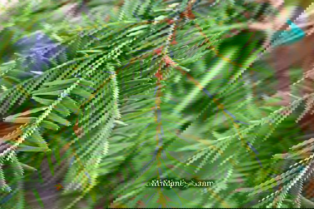 Tsuga canadensis 'Pendula' Dwarf Weeping Hemlock