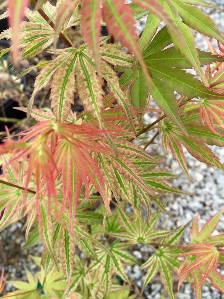 Acer palmatum 'Ikandi' Japanese Maple