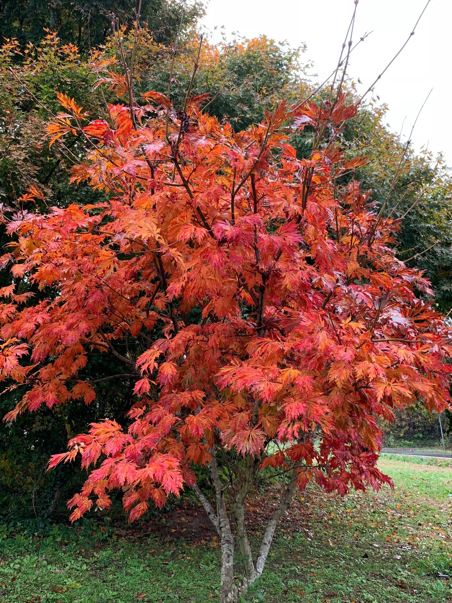 Acer japonicum 'Mai kujaku' Dancing Peacock Japanese Maple