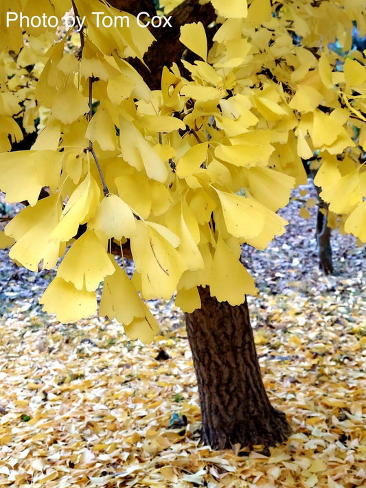 Beyond the Maple: 5 Trees for Spectacular Fall Color (Hello, Ginkgo!)