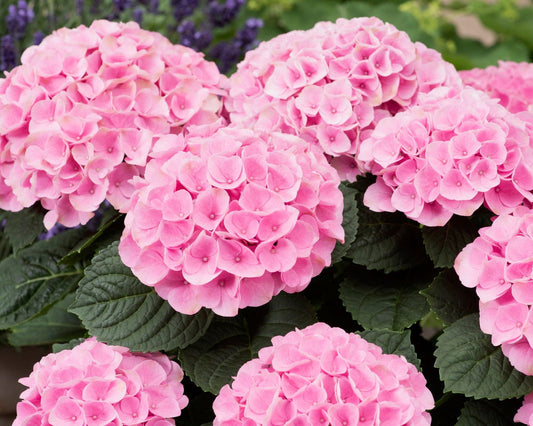 Azaleas, Rhododendrons & Hydrangeas: The Ultimate Trio for a Low-Maintenance, High-Impact Garden