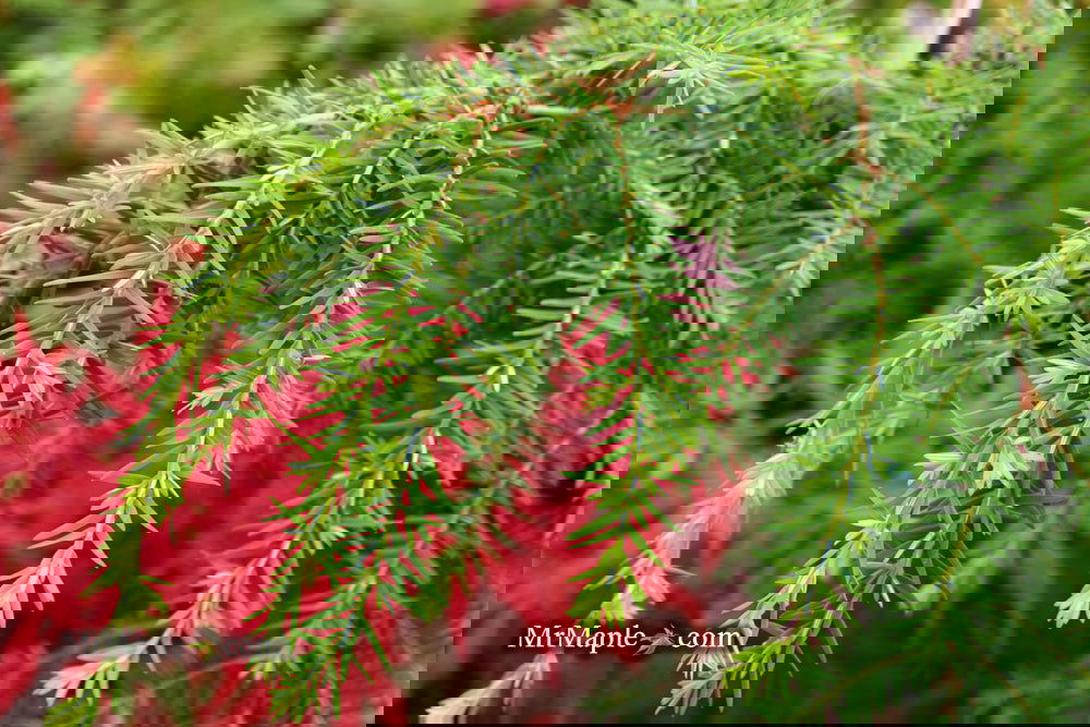 The Conifer Conundrum: How to Choose the Perfect One for Your Garden's Personality.