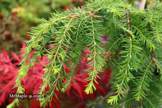 The Conifer Conundrum: How to Choose the Perfect One for Your Garden's Personality.