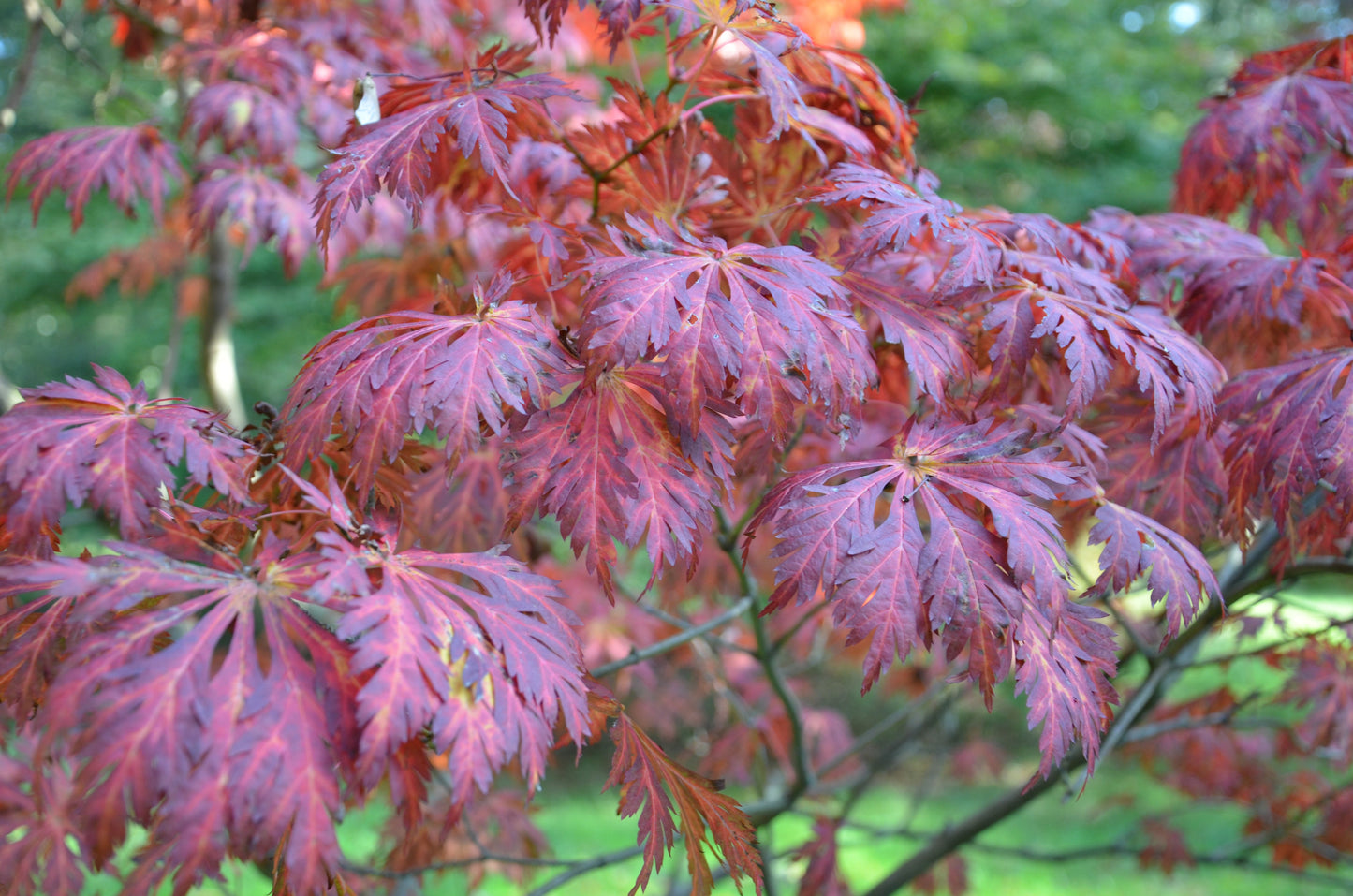 Acer japonicum 'Mai kujaku' Dancing Peacock Japanese Maple