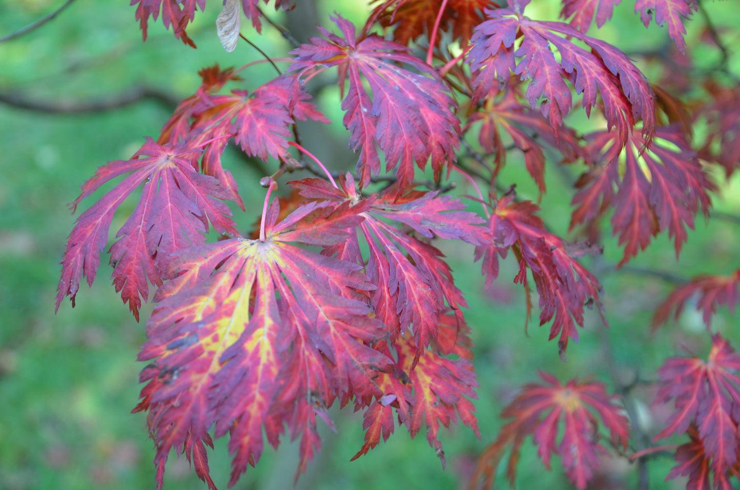 Acer japonicum 'Mai kujaku' Dancing Peacock Japanese Maple