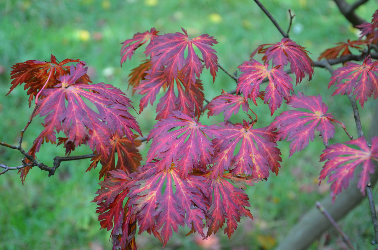 Acer japonicum 'Mai kujaku' Dancing Peacock Japanese Maple