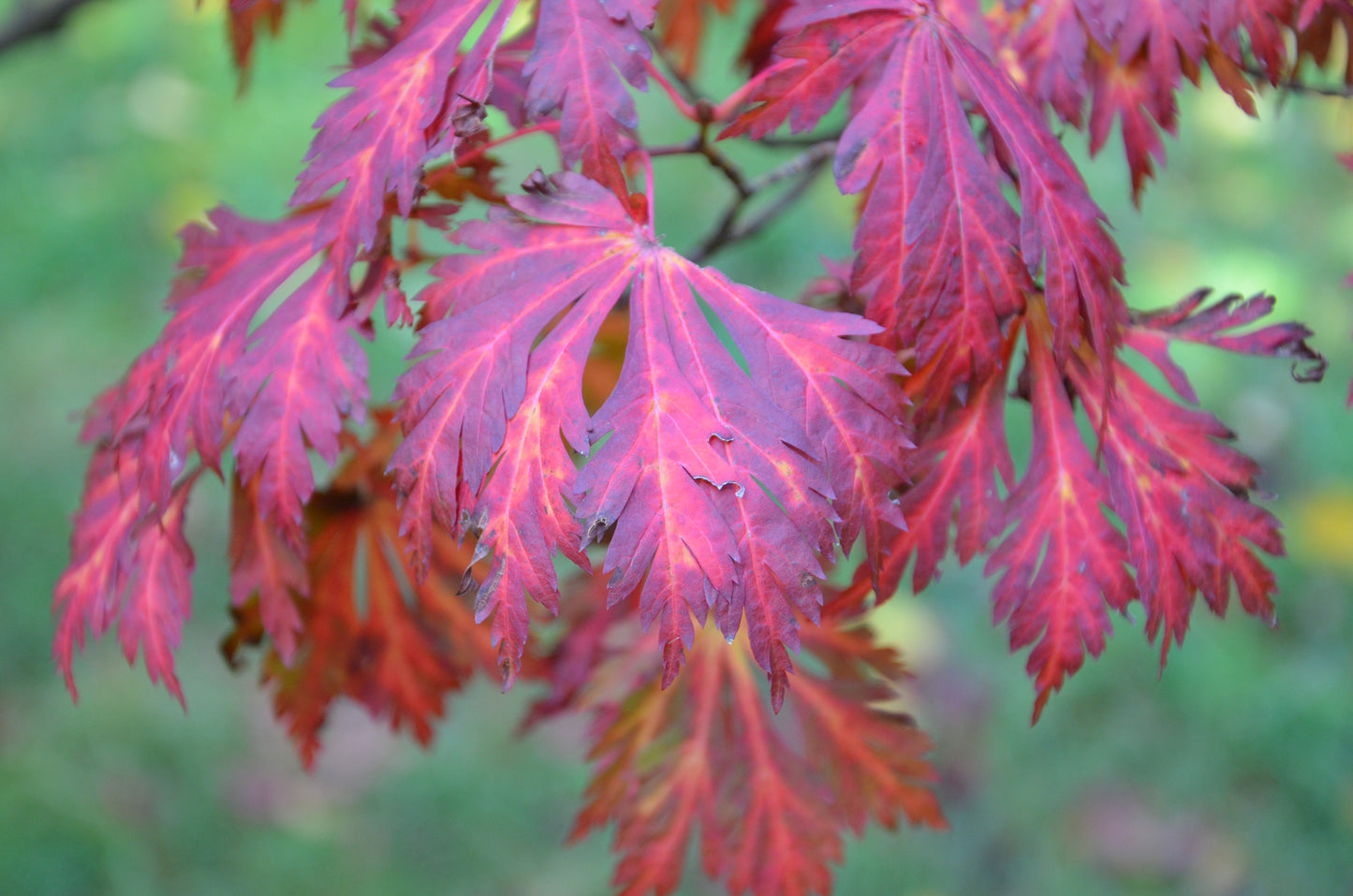 Acer japonicum 'Mai kujaku' Dancing Peacock Japanese Maple