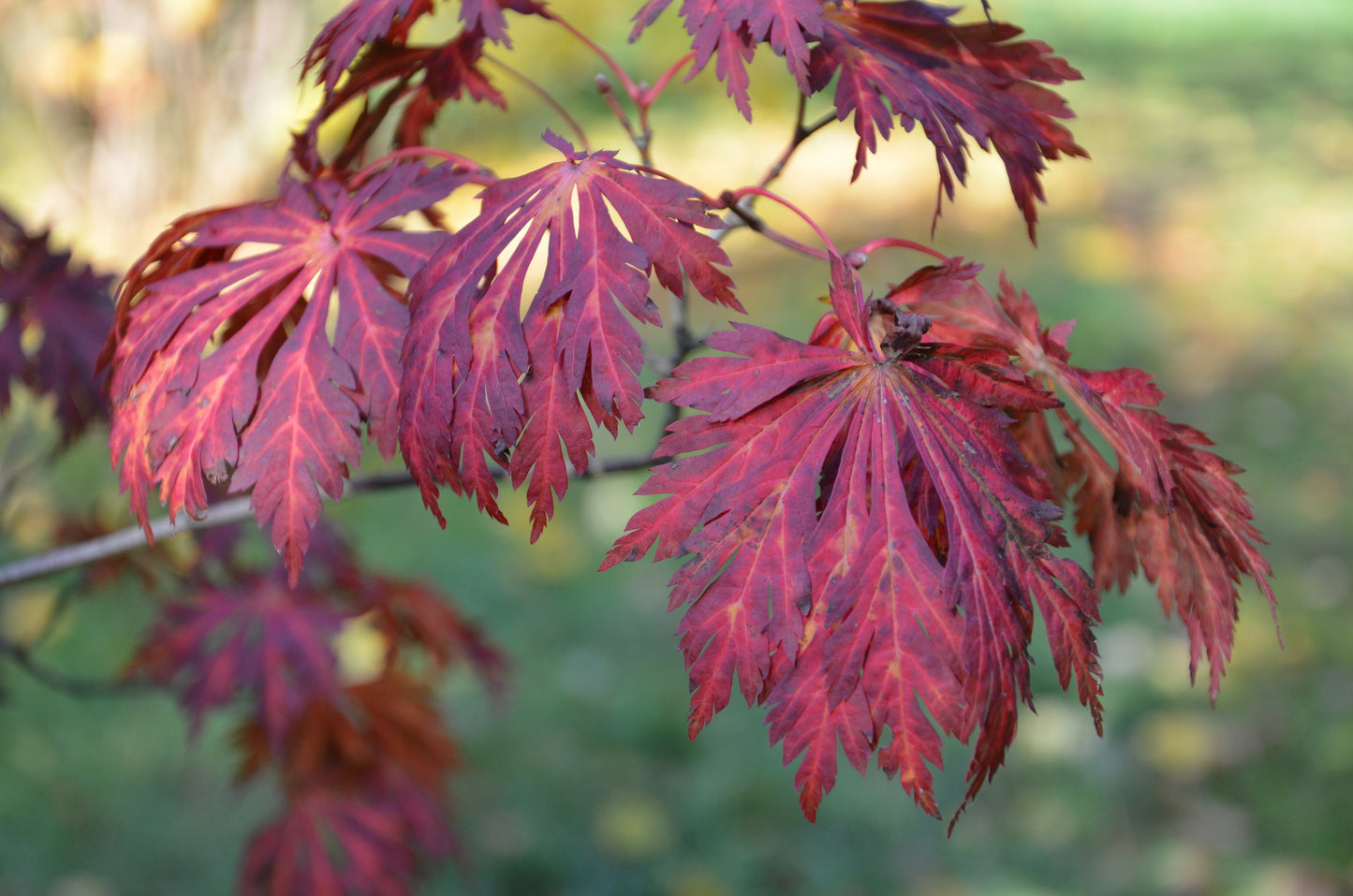 Acer japonicum 'Mai kujaku' Dancing Peacock Japanese Maple