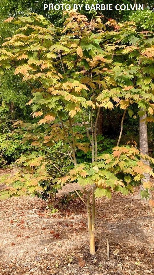 Acer japonicum 'Emmett's Pumpkin' Full Moon Japanese Maple