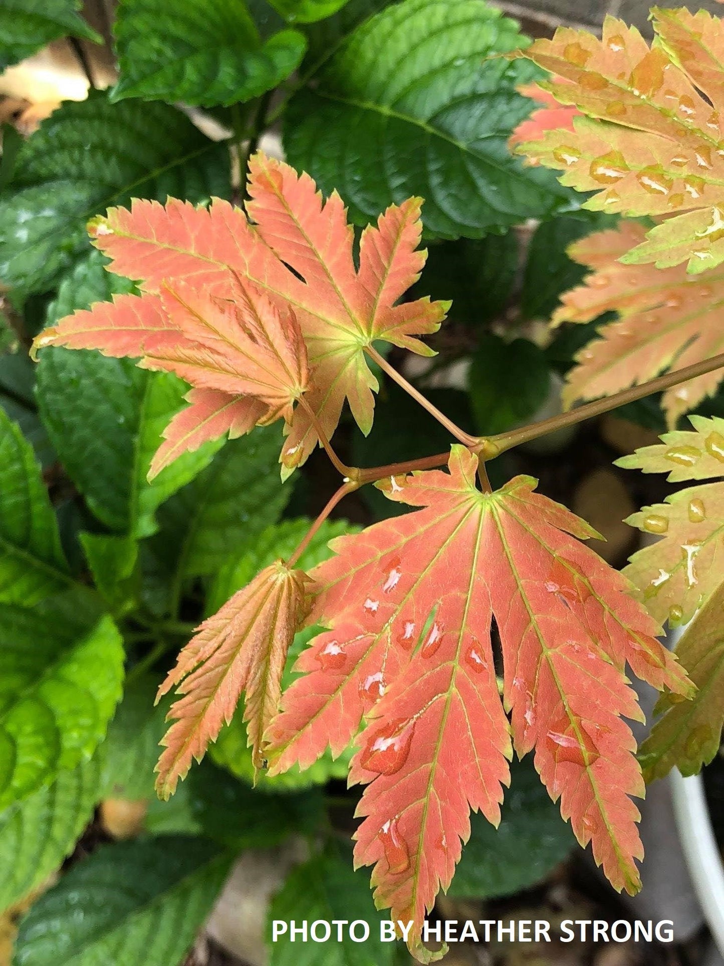 Acer japonicum 'Emmett's Pumpkin' Full Moon Japanese Maple