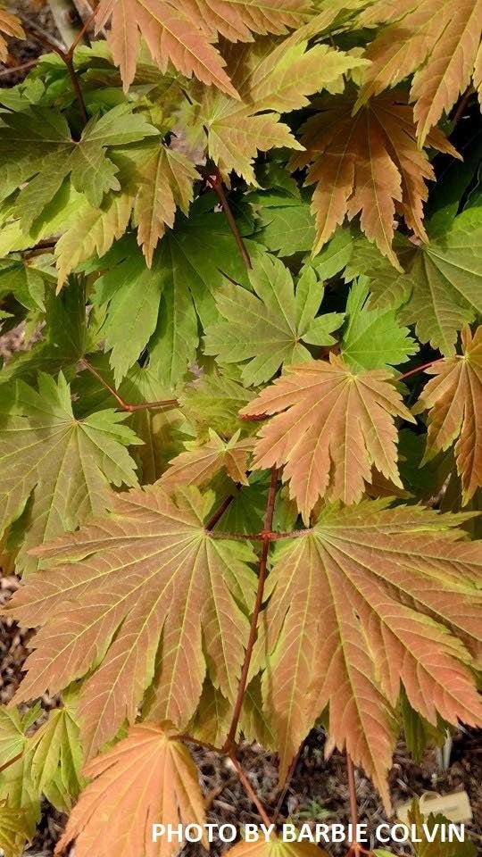 Acer japonicum 'Emmett's Pumpkin' Full Moon Japanese Maple