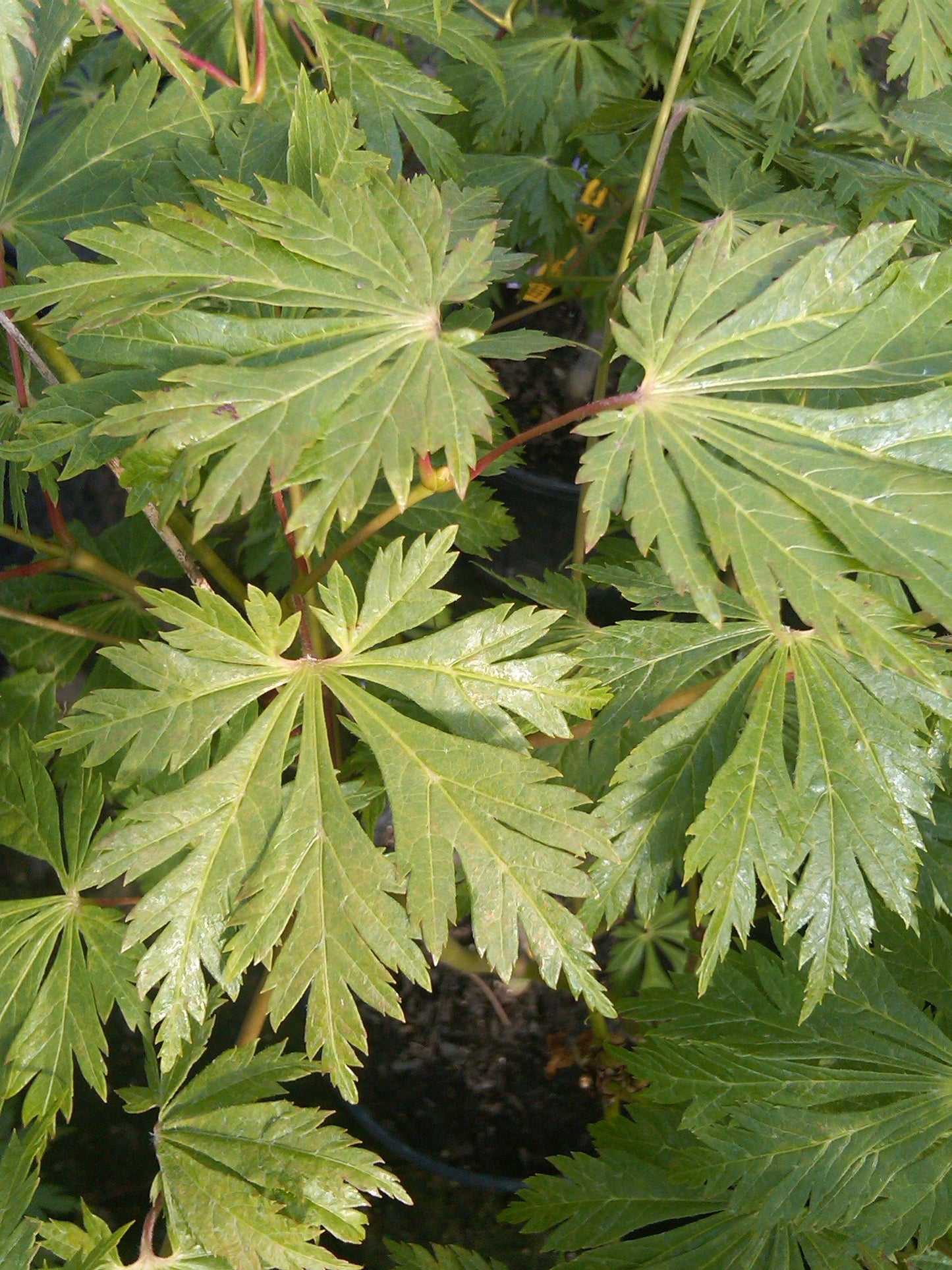 Acer japonicum 'Mai kujaku' Dancing Peacock Japanese Maple