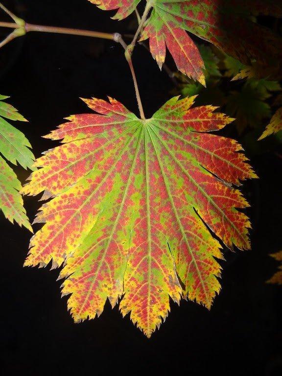 Acer japonicum 'Emmett's Pumpkin' Full Moon Japanese Maple