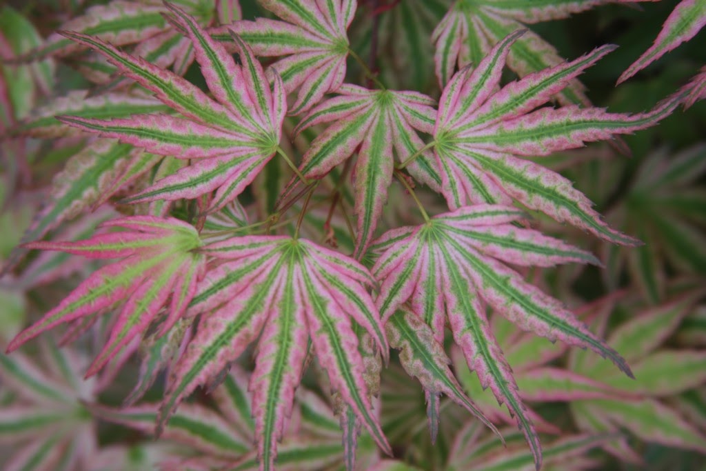 Acer palmatum 'Ikandi' Japanese Maple