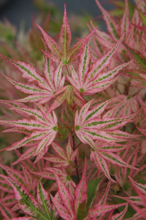 Acer palmatum 'Ikandi' Japanese Maple