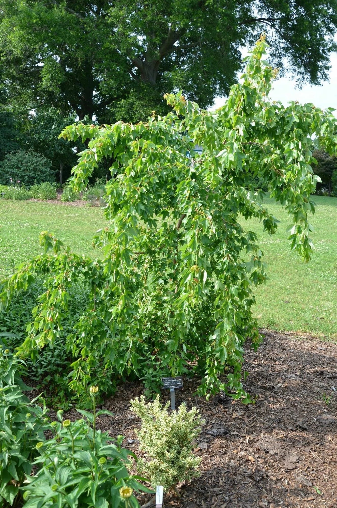 Acer buergerianum 'Angyo Weeping' Trident Maple Tree