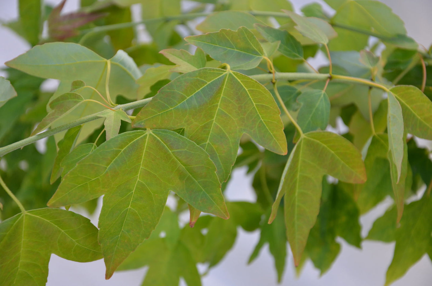 Acer buergerianum 'Angyo Weeping' Trident Maple Tree