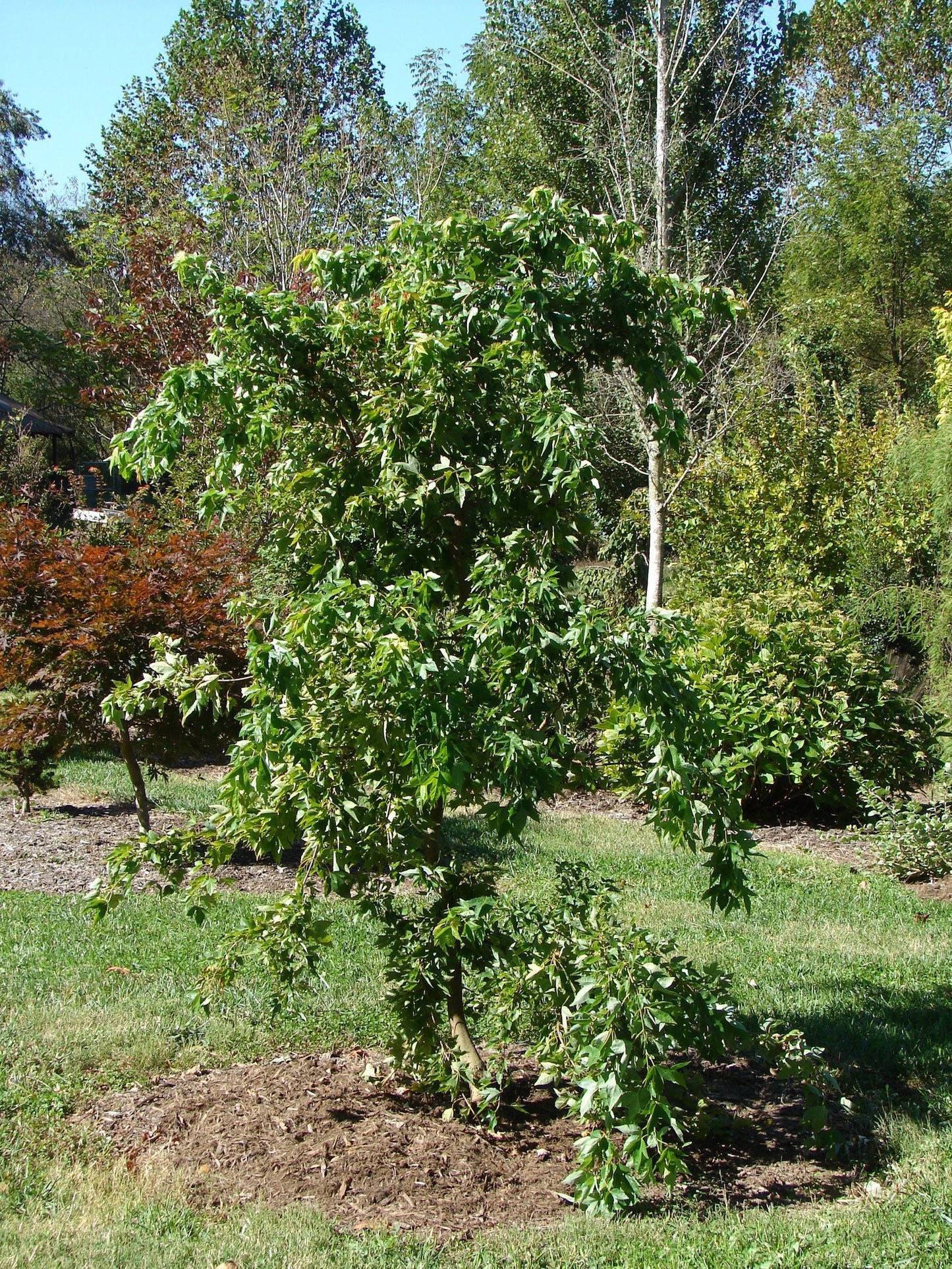 Acer buergerianum 'Angyo Weeping' Trident Maple Tree