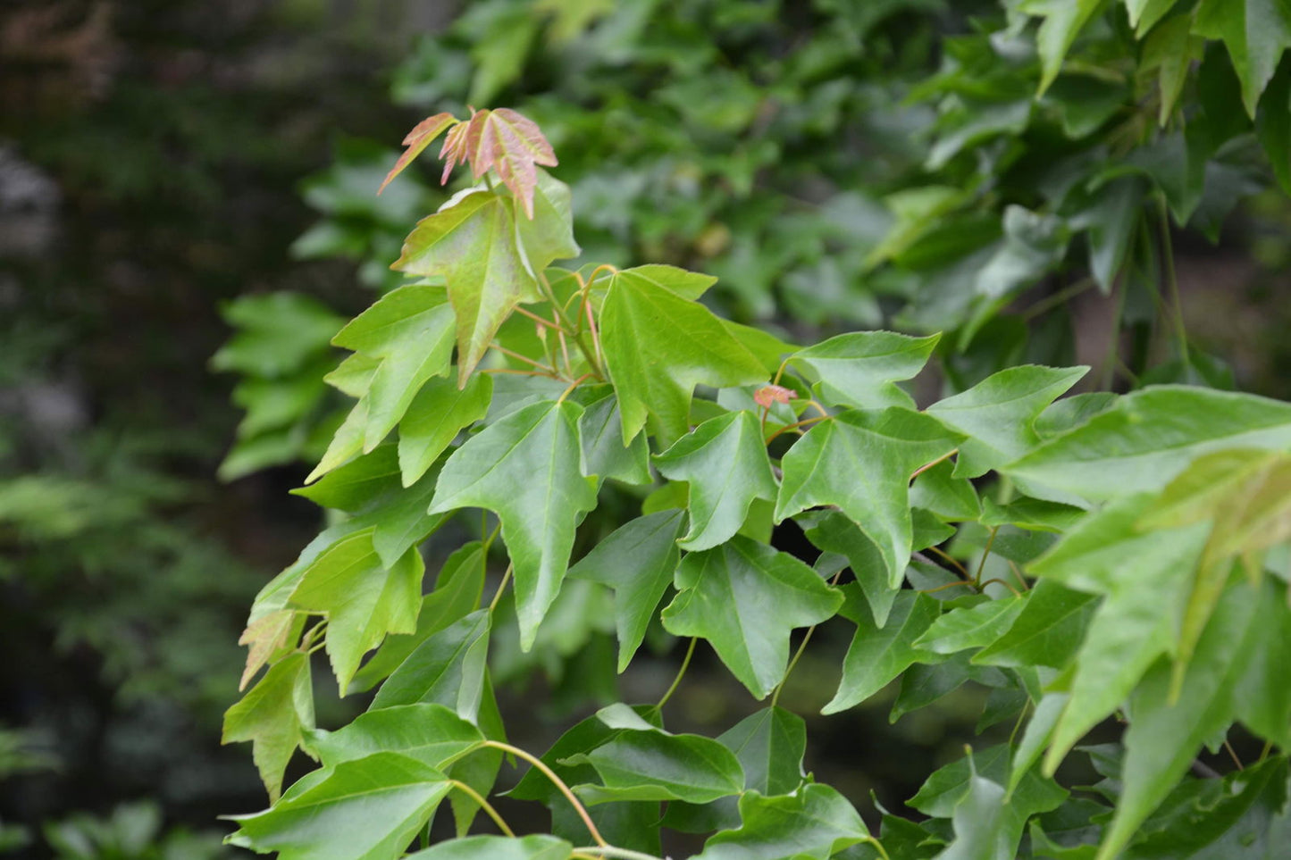 Acer buergerianum 'Angyo Weeping' Trident Maple Tree