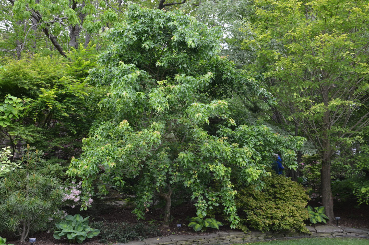 Acer buergerianum 'Angyo Weeping' Trident Maple Tree