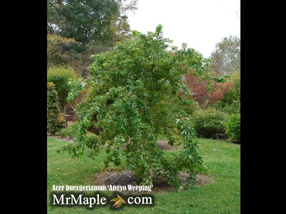 Acer buergerianum 'Angyo Weeping' Trident Maple Tree